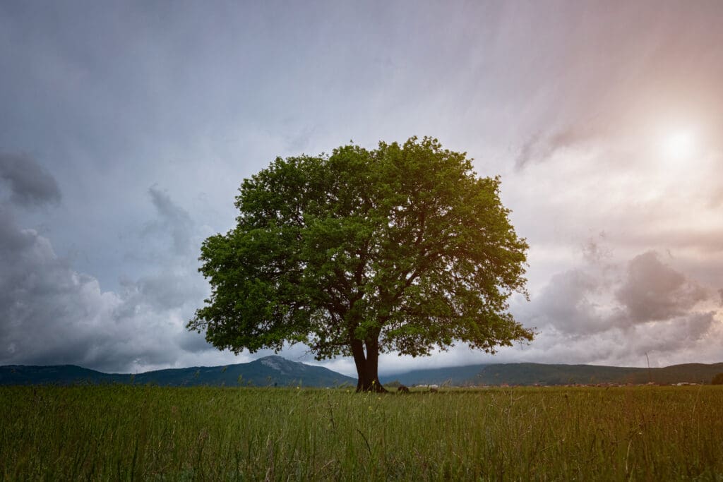 Oak tree in full leaf standing alone in a field in summer against a sunset sky. Copy space for text. tree of life idea and concept