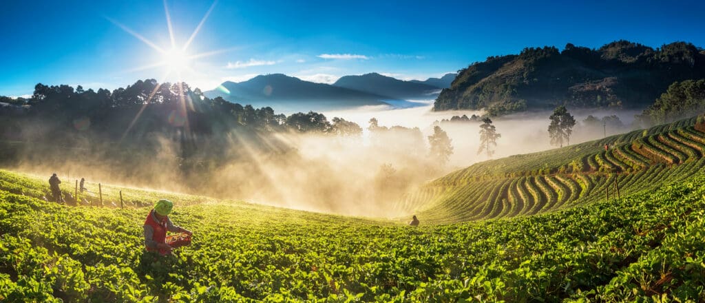 farmer pick in Strawberry fruit when sunrise of panorama landscape